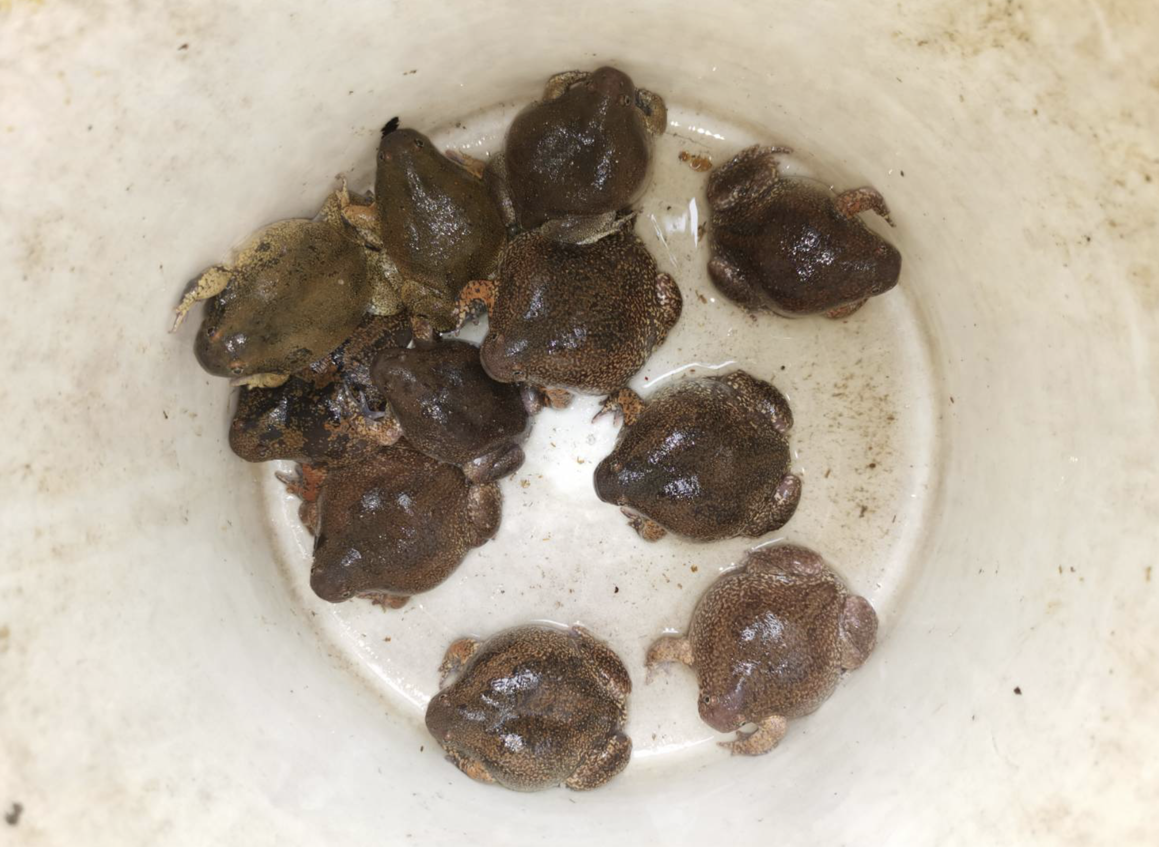 Villagers and researchers releasing juvenile frogs into a community forest