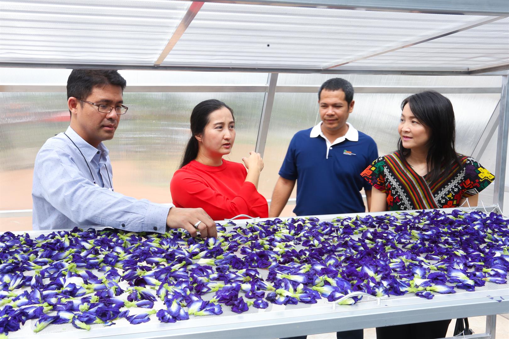 Graduates working with dried butterfly pea flowers in a sustainable agriculture setting