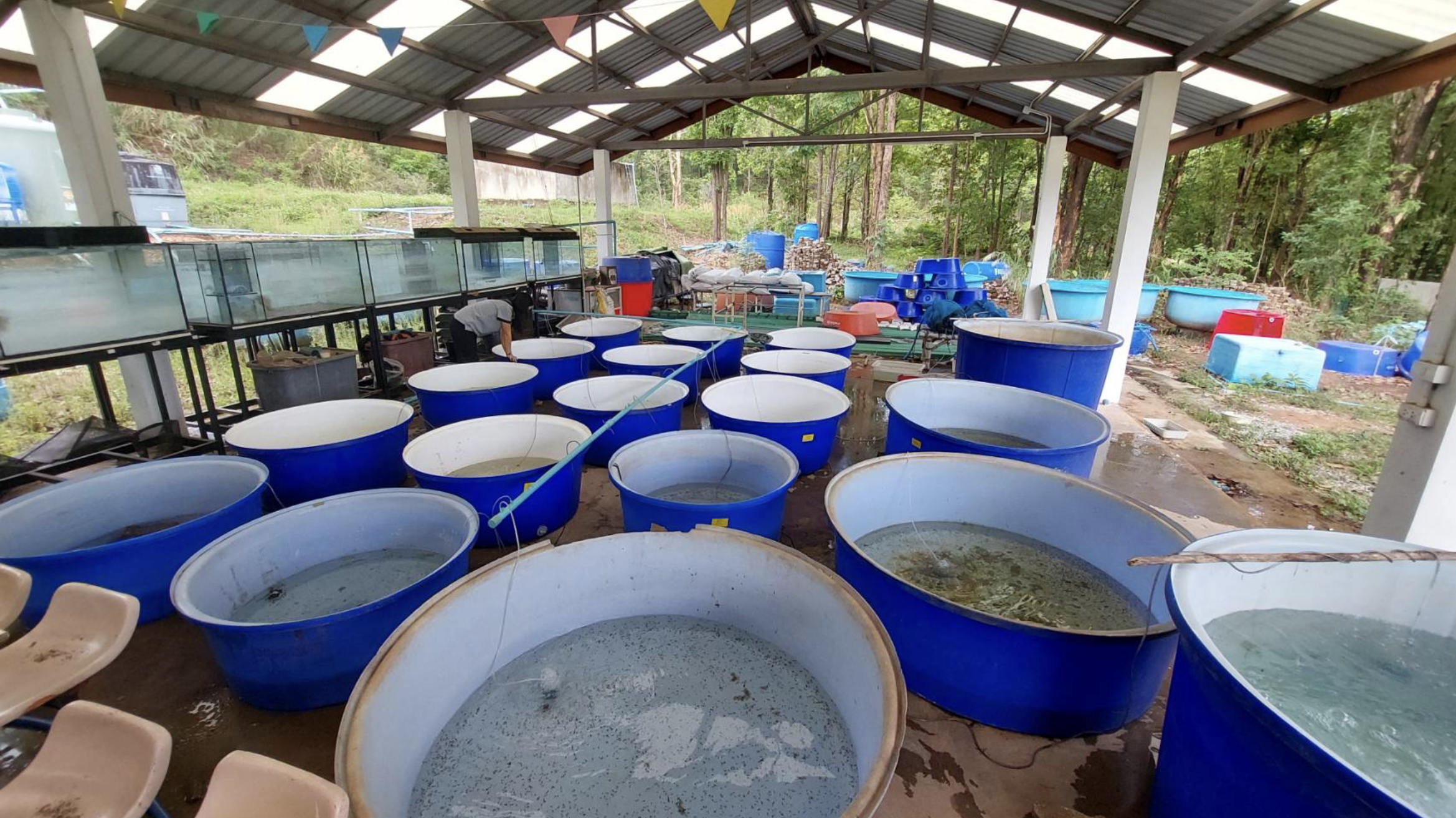 Frog breeding tanks used in the Ueng Phao Bank project