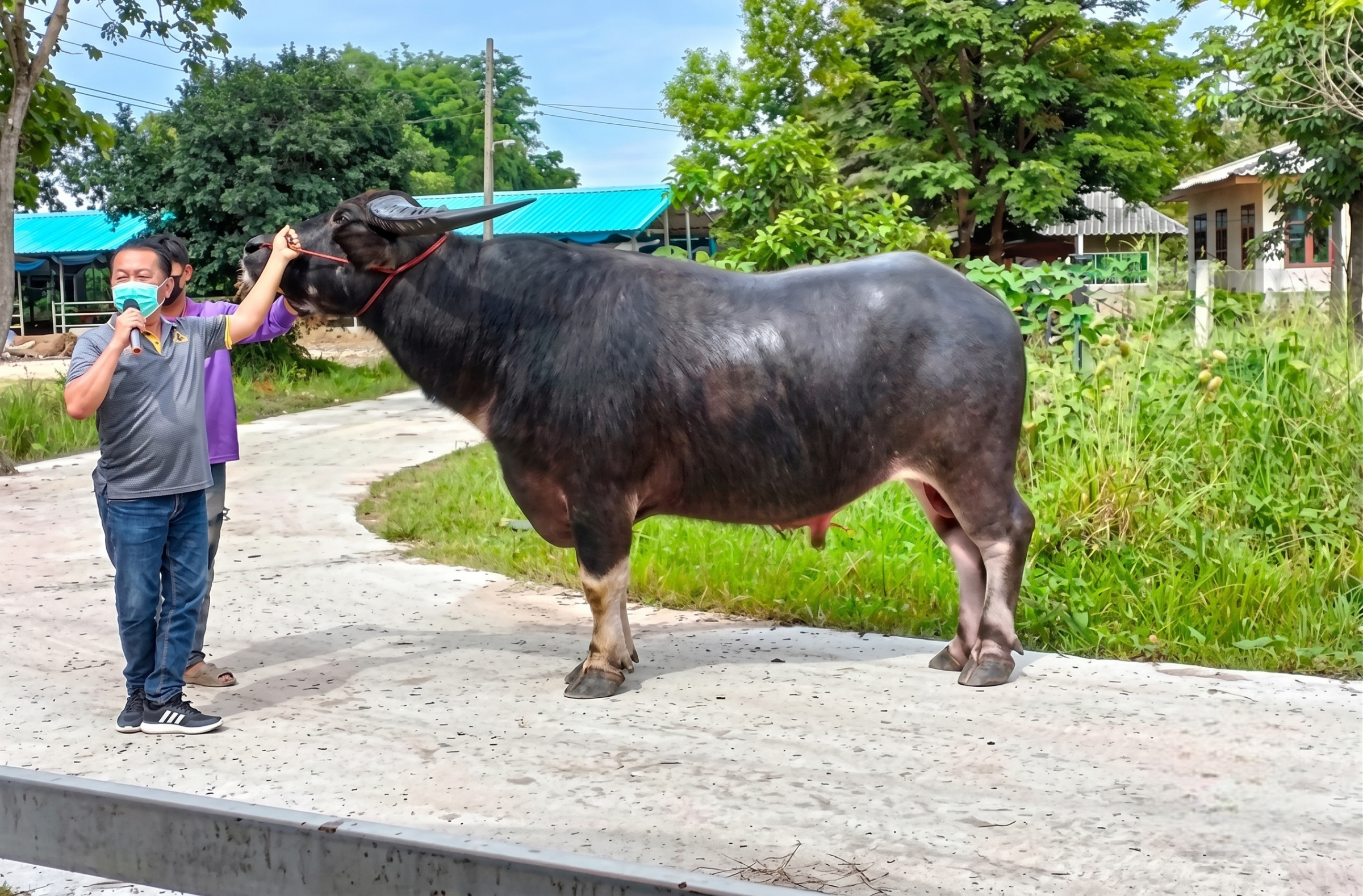 A high-quality buffalo raised through the innovative community network project